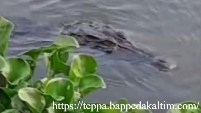 Ngeri! Buaya Serang Lansia di Sulbar